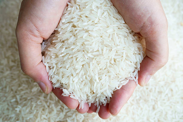 PLD denuncia crisis en el sector arrocero por aumento desmedido de importaciones y exige acciones urgentes