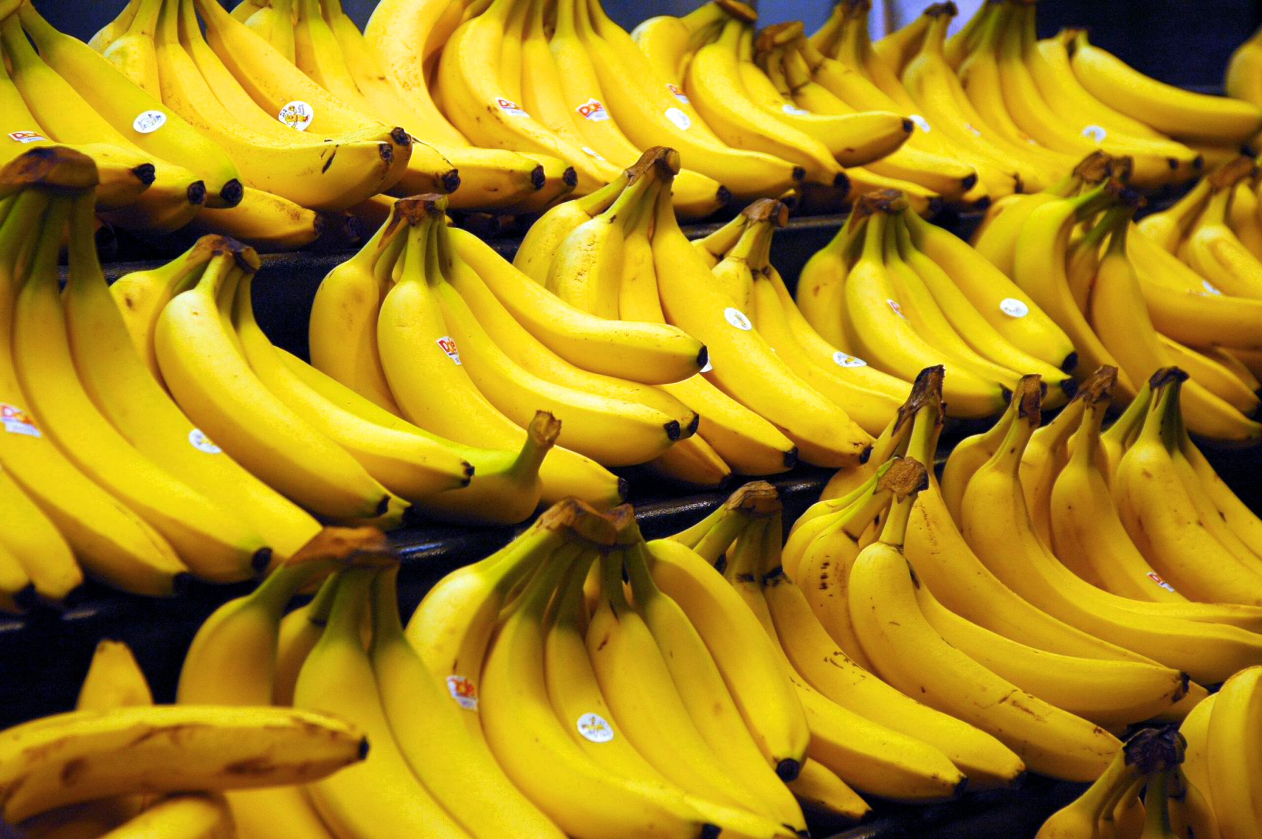 Caída del banano orgánico en República Dominicana