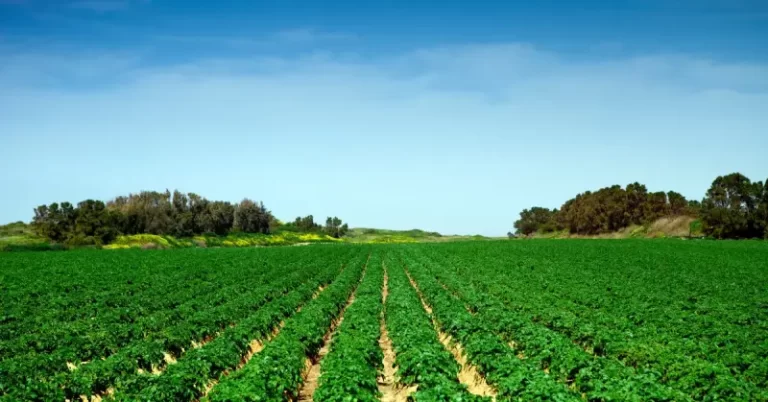 EE.UU. prohíbe tierras agrícolas a inversores chinos