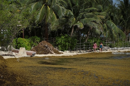 ¡Récord histórico! Acumulación de sargazo afecta el Caribe