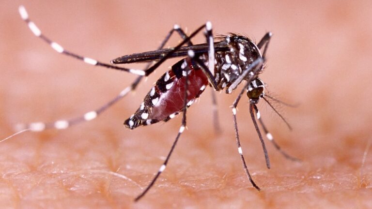Salud Pública en alerta por repunte de casos de malaria, dengue, leptospirosis y cólera