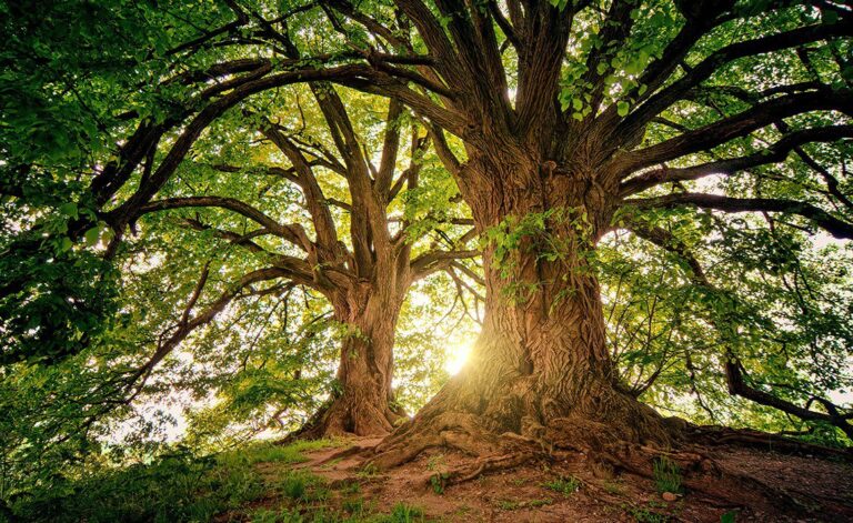 Fundación Eco-Bahia celebra el Día del Árbol con conciencia y acción en Riviera Maya
