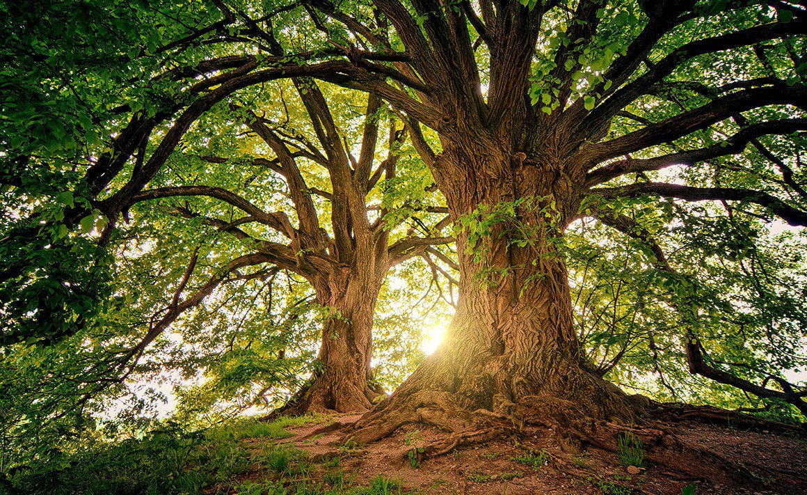 Fundación Eco-Bahia celebra el Día del Árbol con conciencia y acción en Riviera Maya