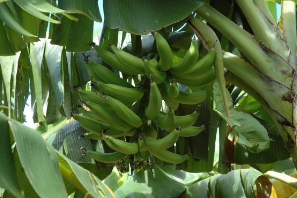 Aumenta la producción de plátanos en RD