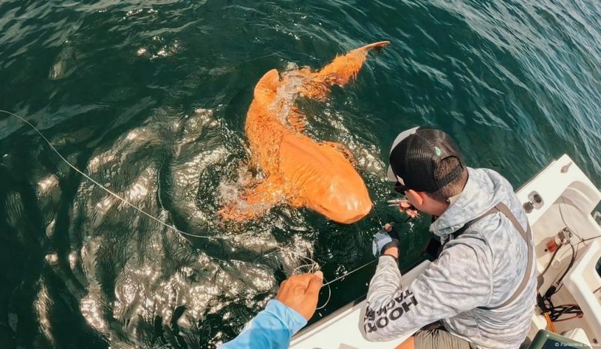 Inédito tiburón nodriza naranja sorprende en el Caribe
