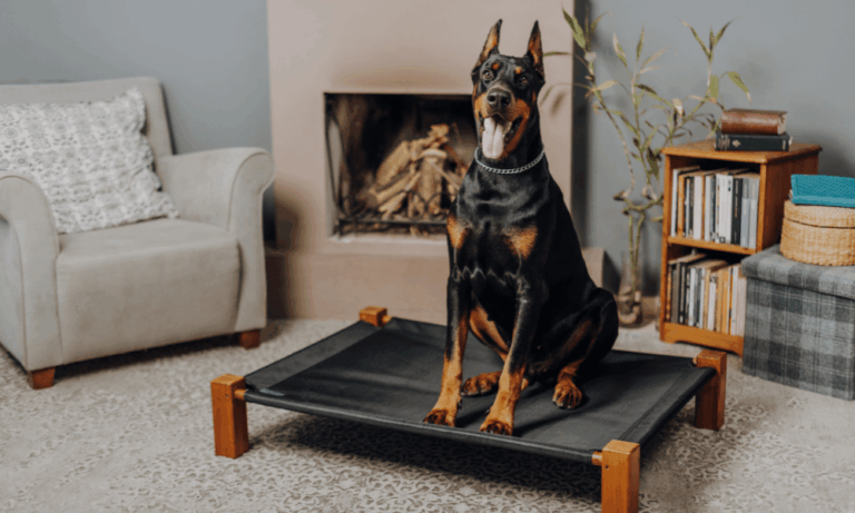 El motivo por el cual los perros giran antes de acostarse