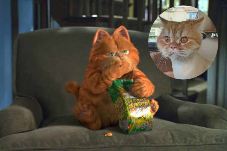 Las razas reales de los gatos más famosos de los dibujos animados