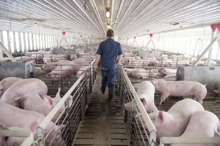 China impone aranceles temporales a productos porcinos