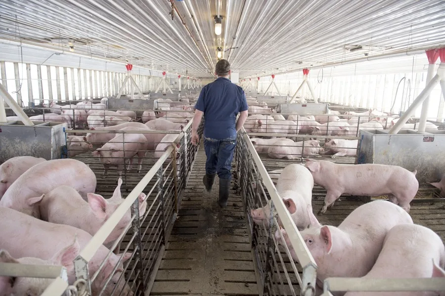 China impone aranceles temporales a productos porcinos