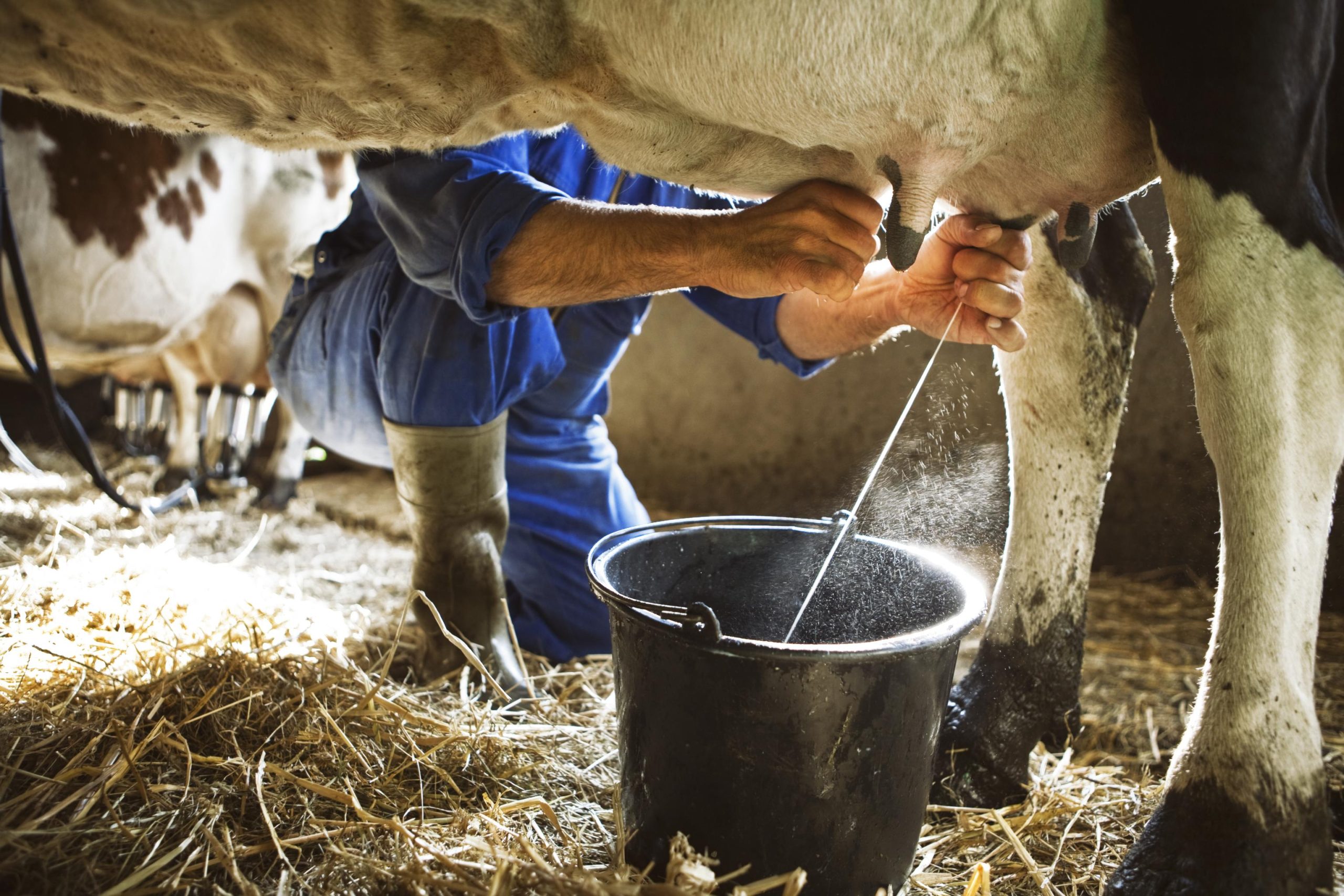 La leche más sostenible: las opciones vegetales superan a la de vaca en impacto ambiental