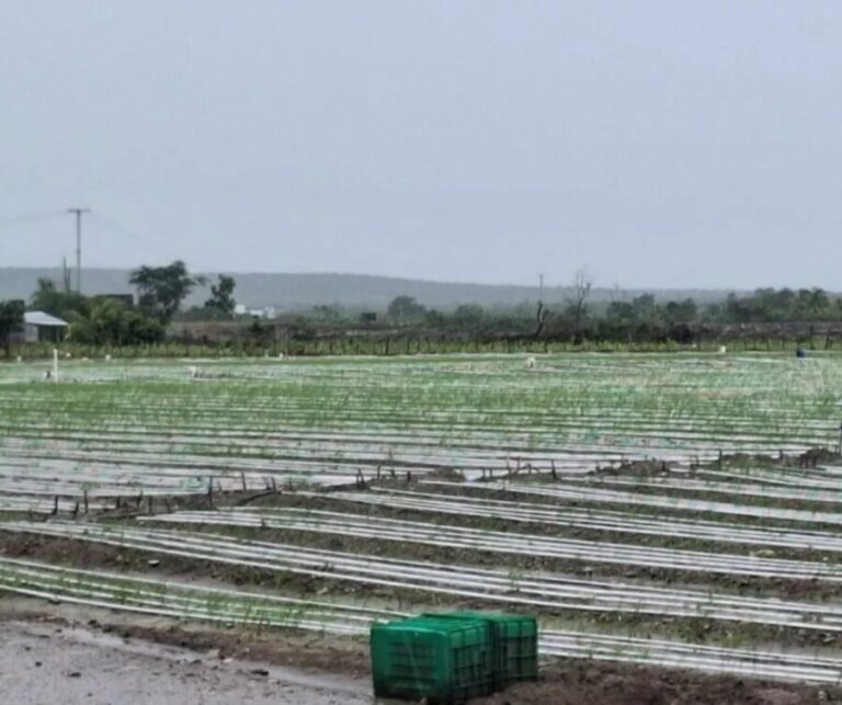 Tormenta Melissa provoca pérdidas millonarias en cultivos y comercio minorista