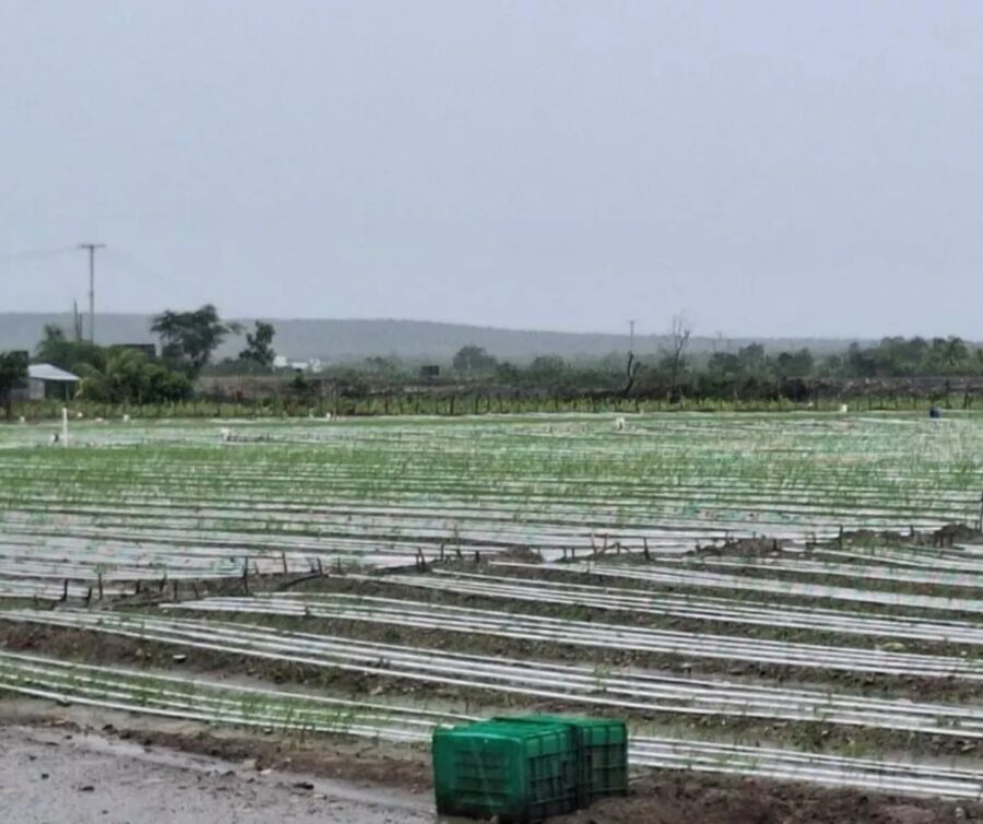 Tormenta Melissa provoca pérdidas millonarias en cultivos y comercio minorista