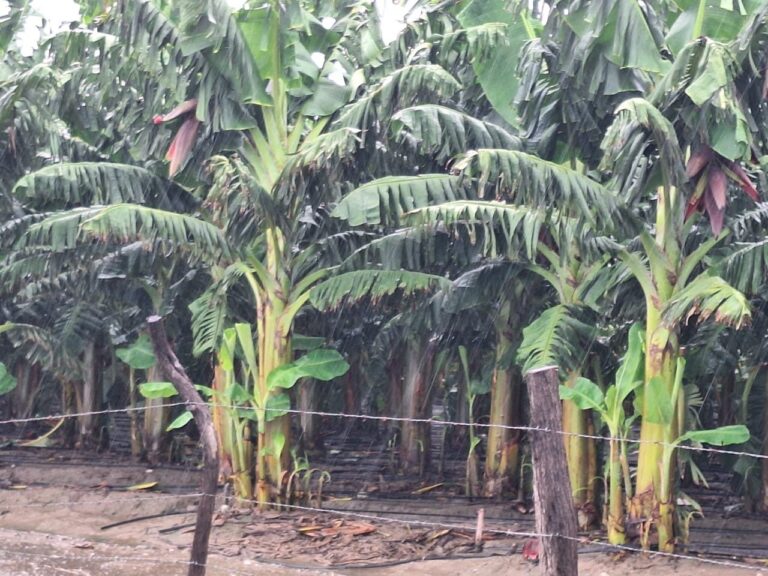 Zonas productivas del sur apenas afectadas, según informe del Ministerio de Agricultura