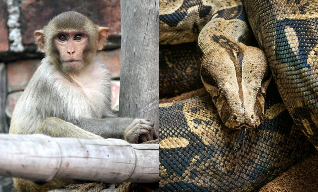 Zoológico dominicano acogerá animales exóticos ilegales de Puerto Rico
