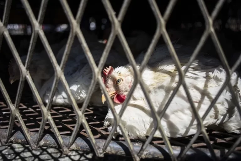 EE.UU. registra la primera muerte de una persona infectada con la cepa H5N5 de gripe aviar