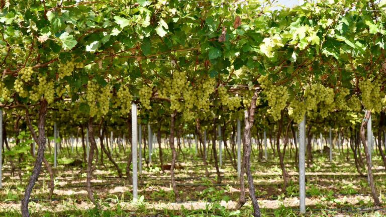 Cosecha de uvas en San Juan: un impulso agrícola exitoso