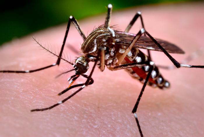 Salud Pública reporta tres casos chikungunya importados desde Cuba
