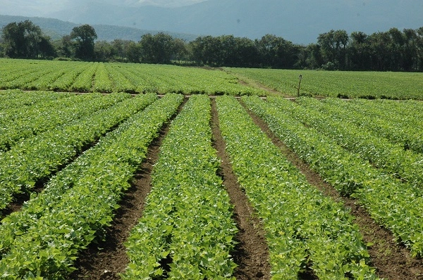 Todo listo en San Juan para inicio de siembras de habichuelas, Ministerio de Agricultura fija precios a las semillas