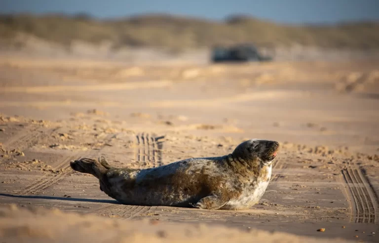 Misteriosa muerte de focas en el mar Caspio