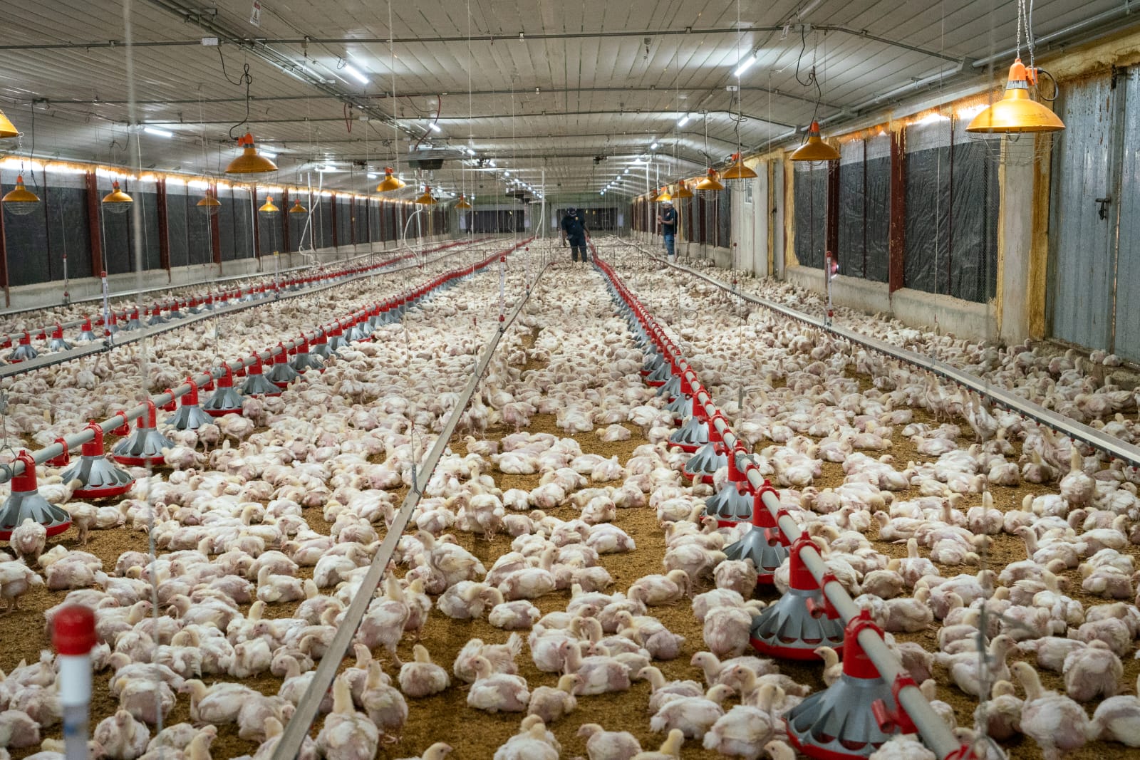 Producción de pollos en RD: 24.7 millones para Navidad