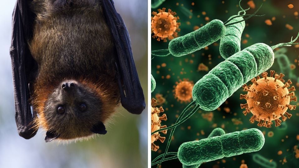 Alerta por virus Nipah en India: Riesgos y prevención