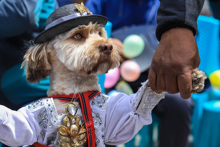 Mascotas se visten de pepinos y ch'utas, íconos del carnaval andino en Bolivia