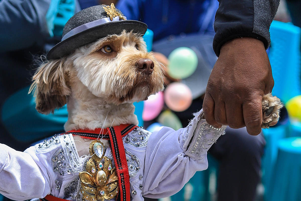 Mascotas se visten de pepinos y ch'utas, íconos del carnaval andino en Bolivia