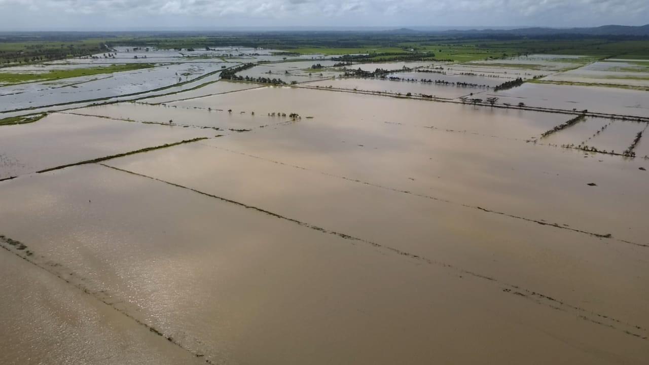 pérdidas en cultivos de arroz