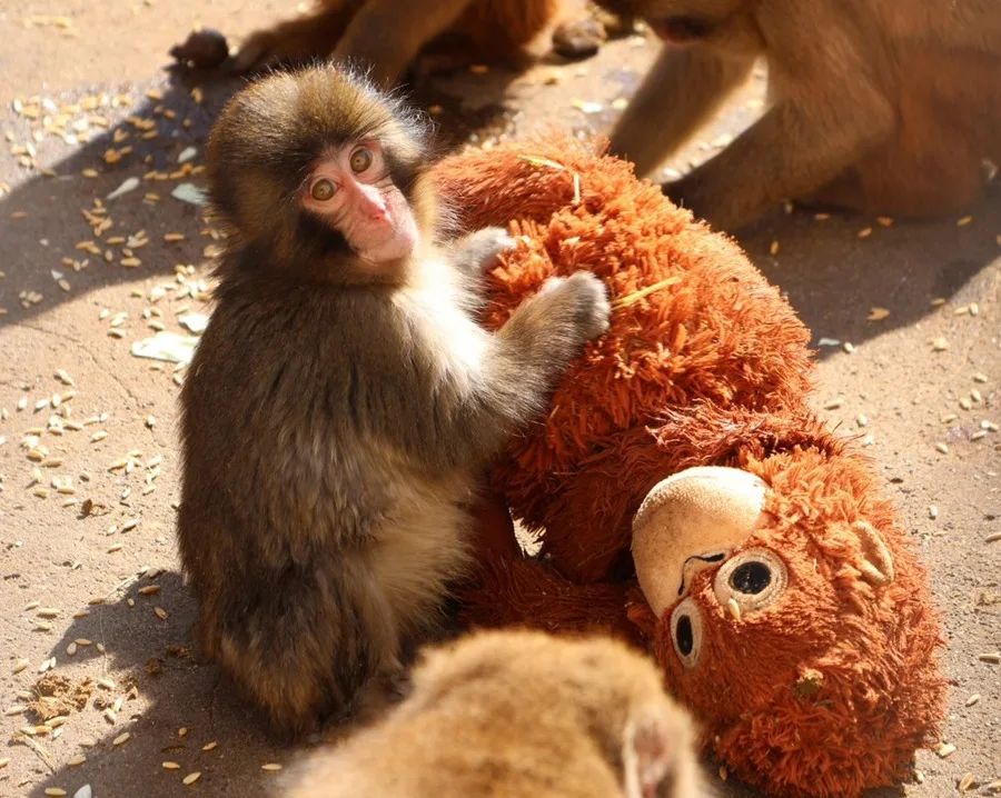 PETA pide rescate urgente del macaco Punch en Japón