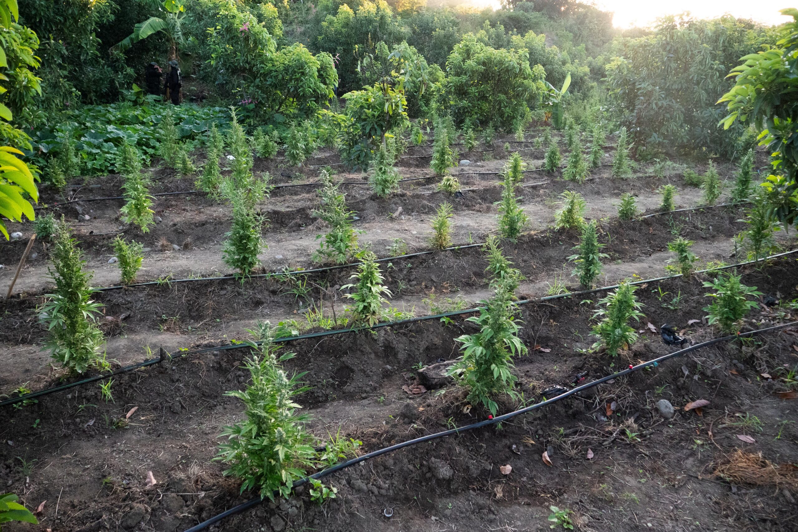 Desmantelan gran cultivo de marihuana en Baní, RD