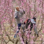 Agricultores que apoyan la regularización: «No encuentro gente que quiera trabajar»