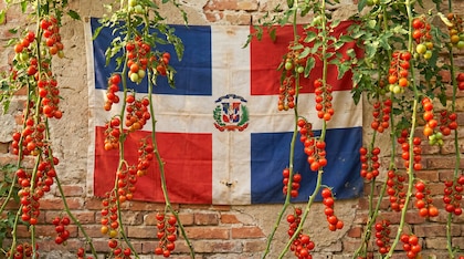 Crecimiento del tomate cherry dominicano hacia EE. UU.