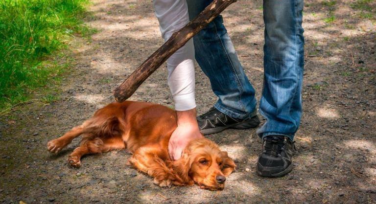 Mujer condenada por crueldad animal en Santo Domingo