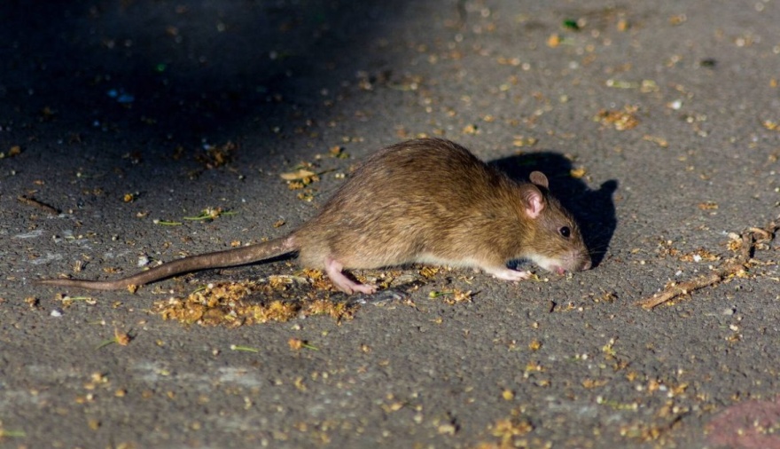 Hantavirus en crucero: Riesgo mínimo y controlado