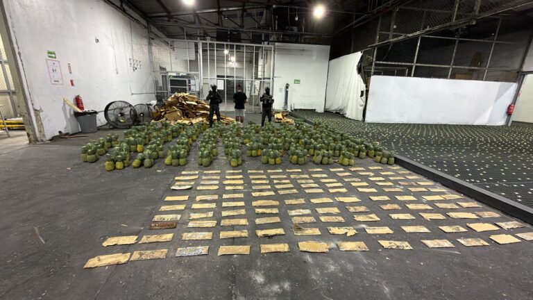 DNCD ocupa 121 láminas de cocaína en carga de piñas