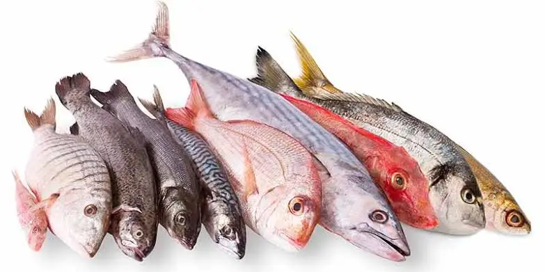 A pesar del potencial de la pesca, República Dominicana vive de espaldas a esta riqueza