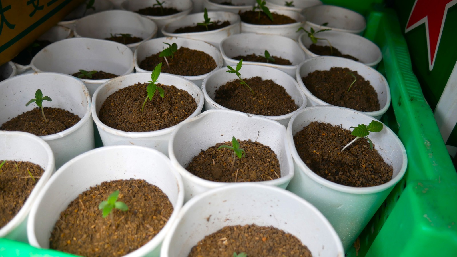 Agentes de DNCD y Policía Nacional desmantelan plantación de marihuana en Santo Domingo Oeste