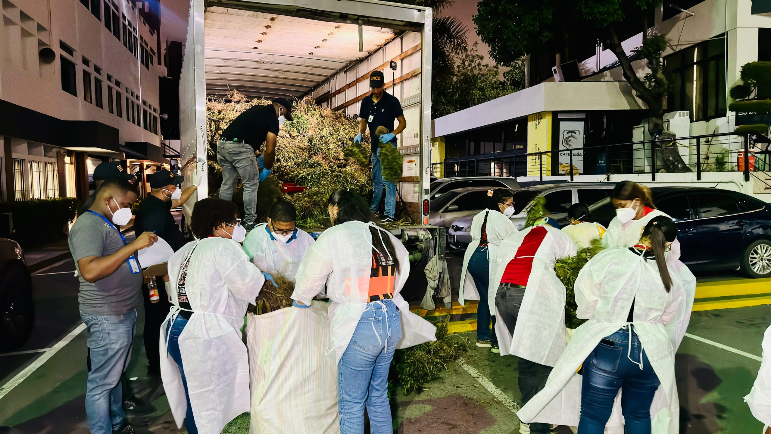 Siembra de marihuana en Ocoa supera las 13 mil libras, informa la DNCD