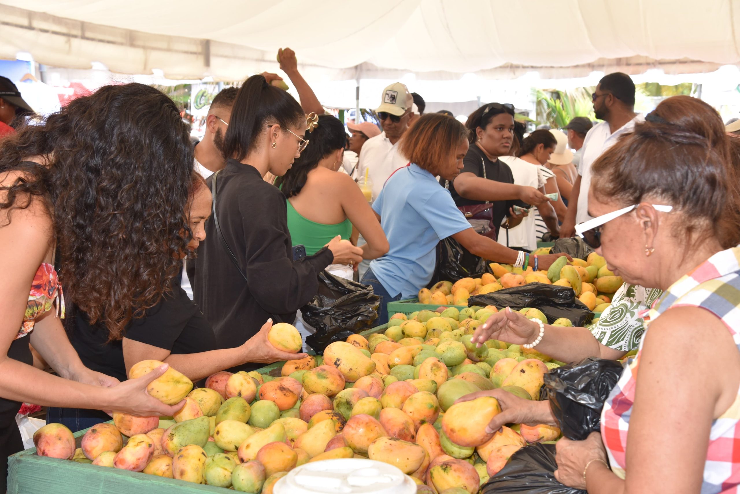 Expo mango 2026 impulsa economía de Peravia con resultados para productores y exportadores