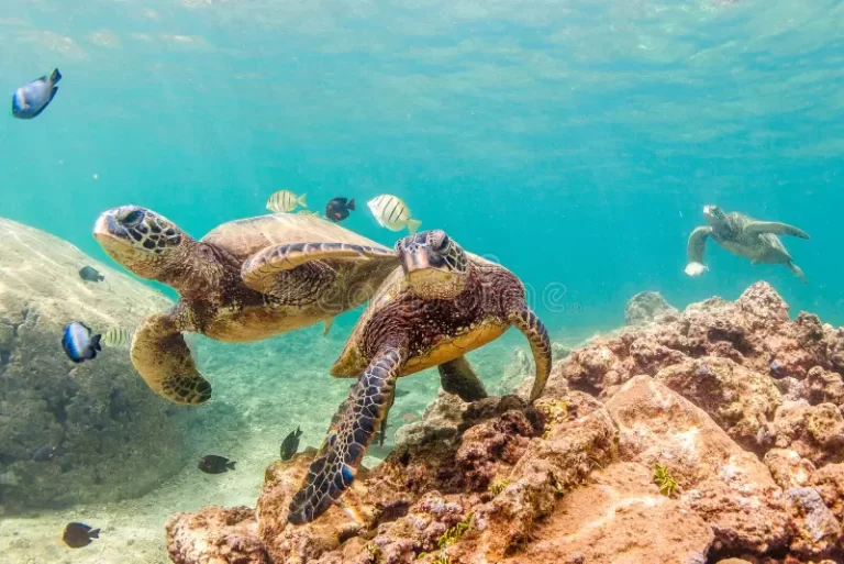 Día Mundial de las Tortugas Marinas: Protégelas