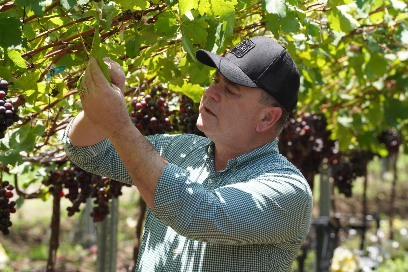 Ministerio de Agricultura dice hubo crecimiento récord en principales rubros agrícolas y pecuarios