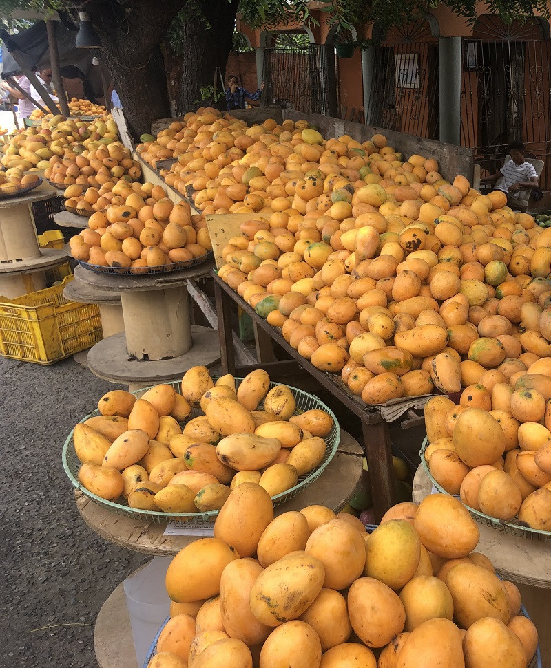 Diputado alerta pérdidas millonarias para productores de mango en Baní