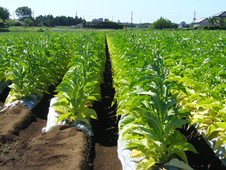 Tecnificación de riego impulsa la producción de tabaco en RD, informan Intabaco y TNR