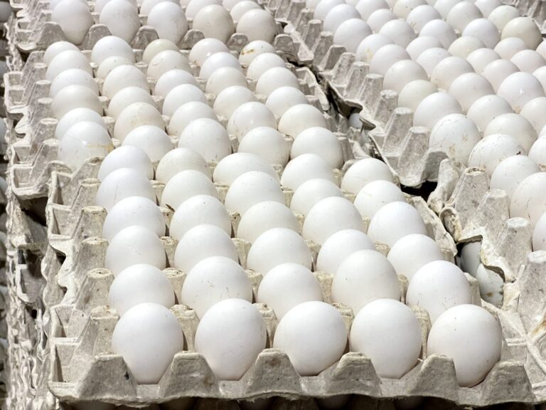 RD reanuda las exportaciones de huevos a Cuba con envío de más de 3.9 millones de unidades