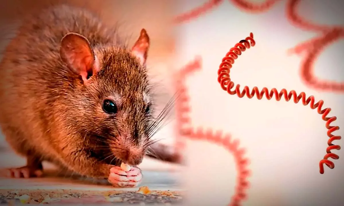 RD registra casi el triple de casos de leptospirosis en 2026