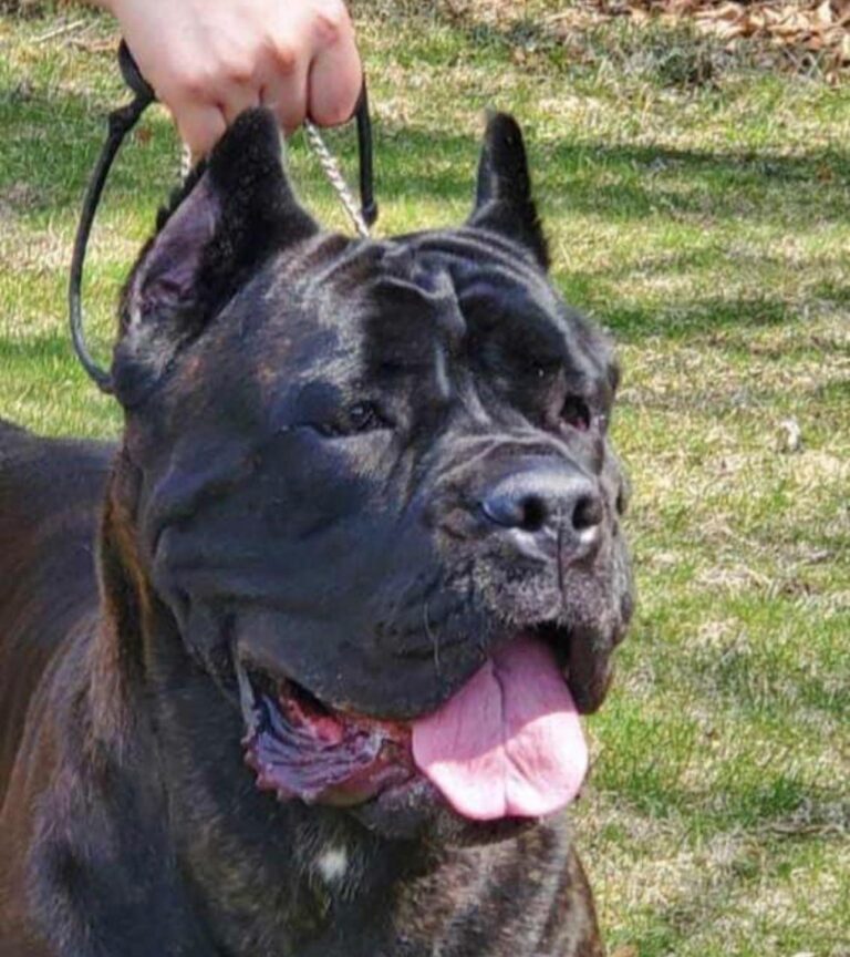 Alemania prohíbe cortar las orejas y la cola de los perros por razones estéticas