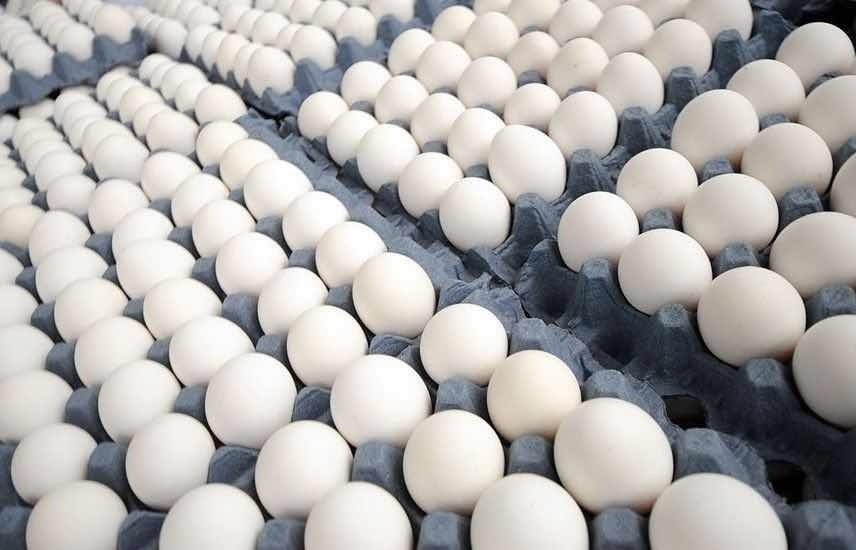Alza del petróleo encarece costos del pollo y los huevos en República Dominicana