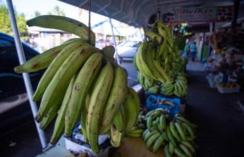 Agricultura descarta alzas del plátano pese a sequía en zonas productoras