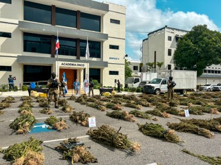 Autoridades desmantelan dos sembradíos de 5,300 unidades de presunta marihuana en Azua