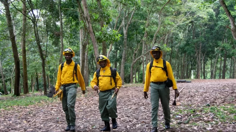 Observatorio de Áreas Protegidas alerta sobre "emergencia" por incendios forestales en el país